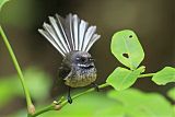 New Zealand Fantail